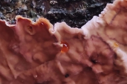 Bleeding Oak Crust