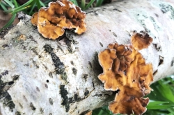 Fruiting Body