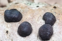 Fruiting Body