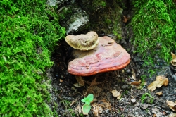 Habitat