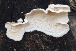 Fruiting Body