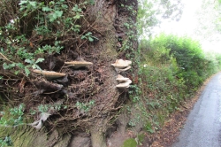 Habitat