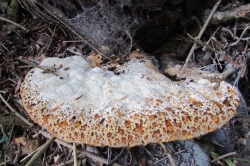 Fruiting Body