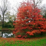 Bryngwyn Manor, Raglan Foraging Courses with the National Garden Scheme
