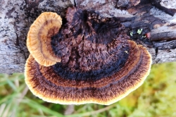 Conifer Mazegill