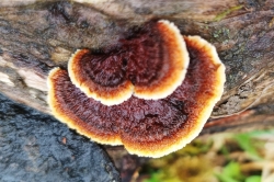 Fruiting Body