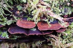 Oak Curtain Crust