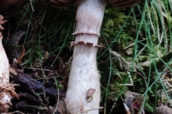 Stem
