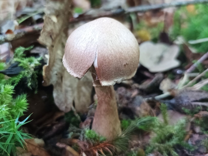Stocking Webcap - Wild Food UK