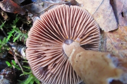 Gills