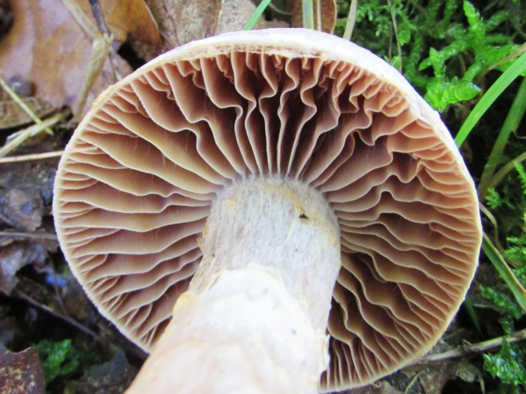 Stocking Webcap - Wild Food UK