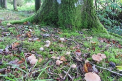 Habitat