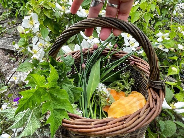 Foraging for your Health