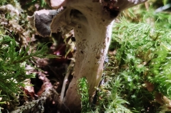 Stem