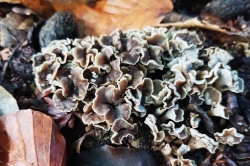 Sinuous Chanterelle