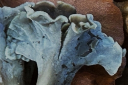 Gills
