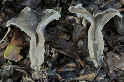 Flesh