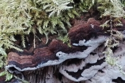 Fruiting Body