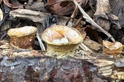 Fruiting Body