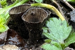 Fruiting Body