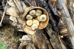 Common Birds Nest Fungus