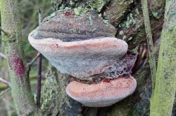Fruiting Body