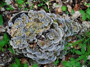 Trametes versicolor