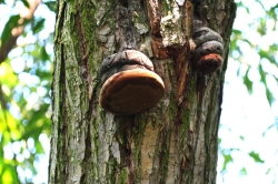 Habitat