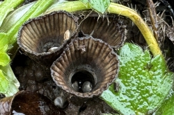 Fluted Bird's Nest