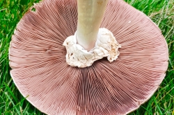 Gills