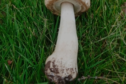 Stem