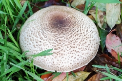 Cap