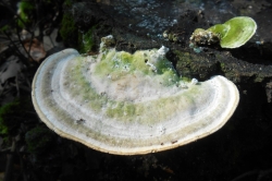 Fruiting Body