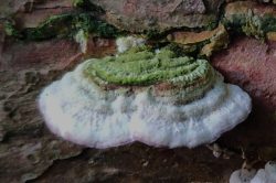 Fruiting Body