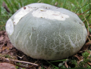 Green Cracked Russula