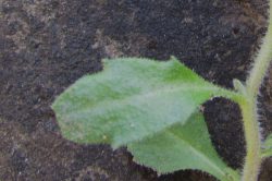 Leaves