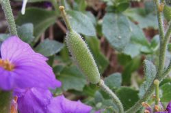 Seed Pods