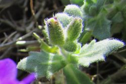Flower Buds