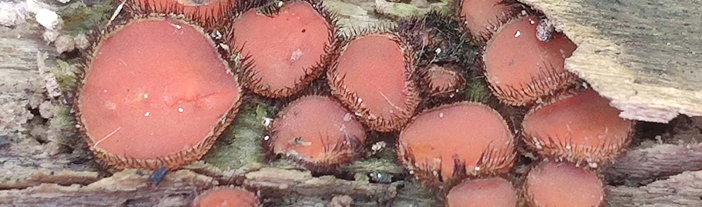 Mycology Foraging Courses