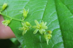 Male Flowers