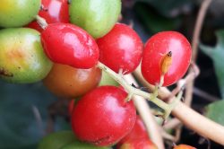 Fruit