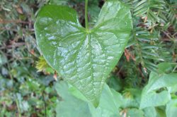 Leaves