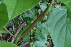 Stem