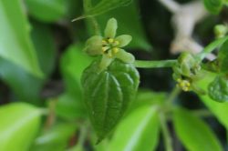 Female Flowers