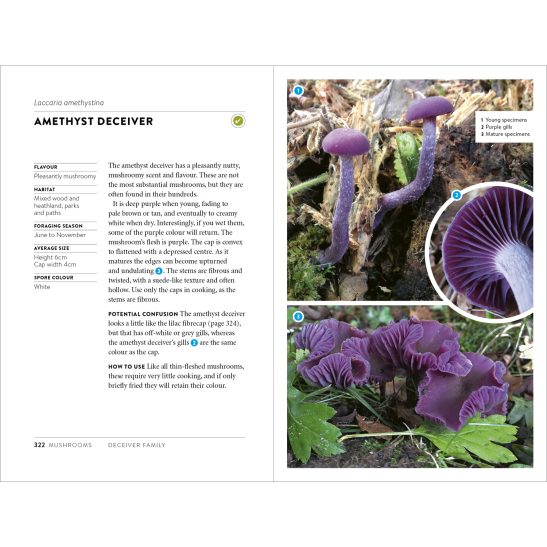 Foraging Pocket Guide - Image 10