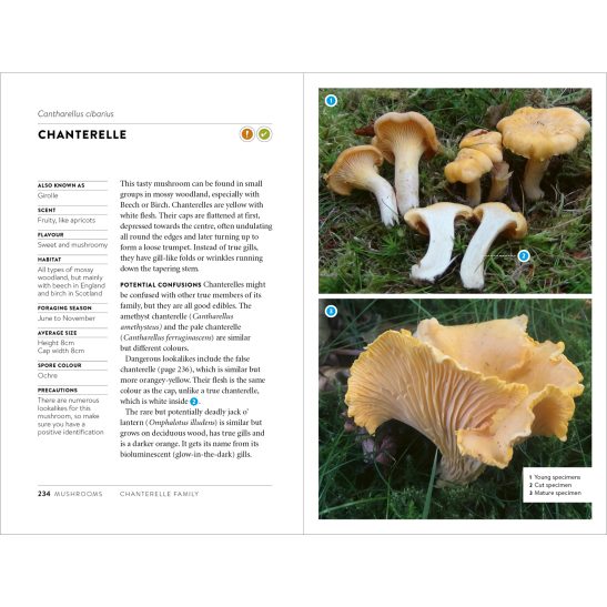 Foraging Pocket Guide - Image 9