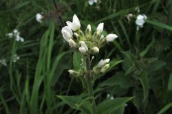 Flower Buds