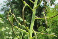 Seed Pods