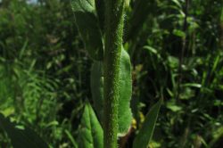 Stem