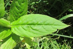 Leaves